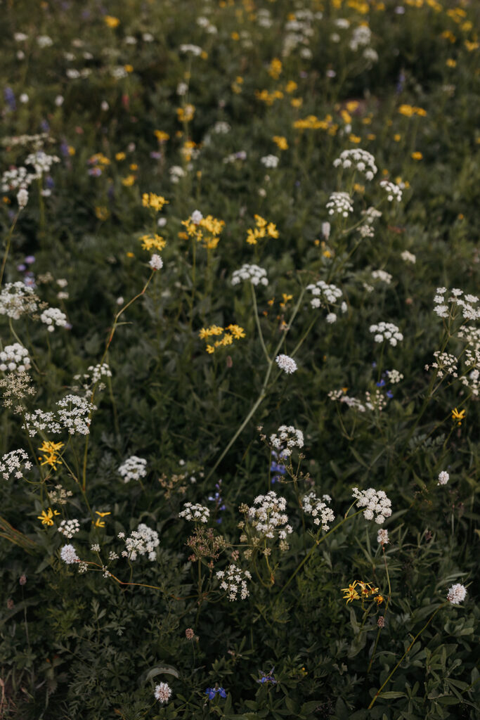 Purple, white, and yellow wildflowers at mount rainier