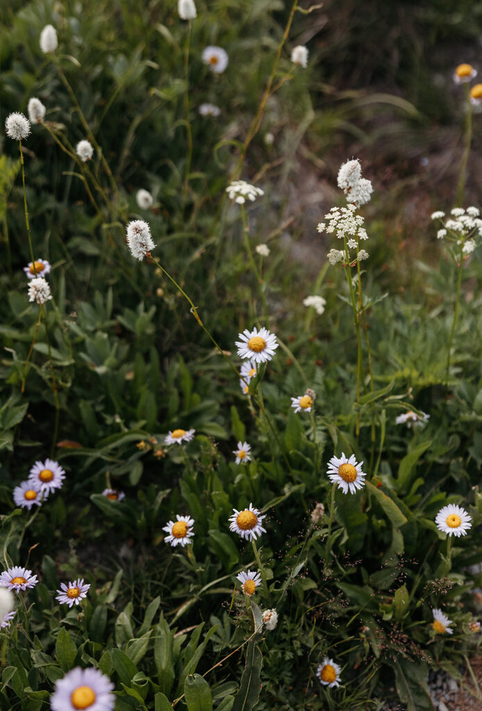 Purple and white wildflowers at mount rainier